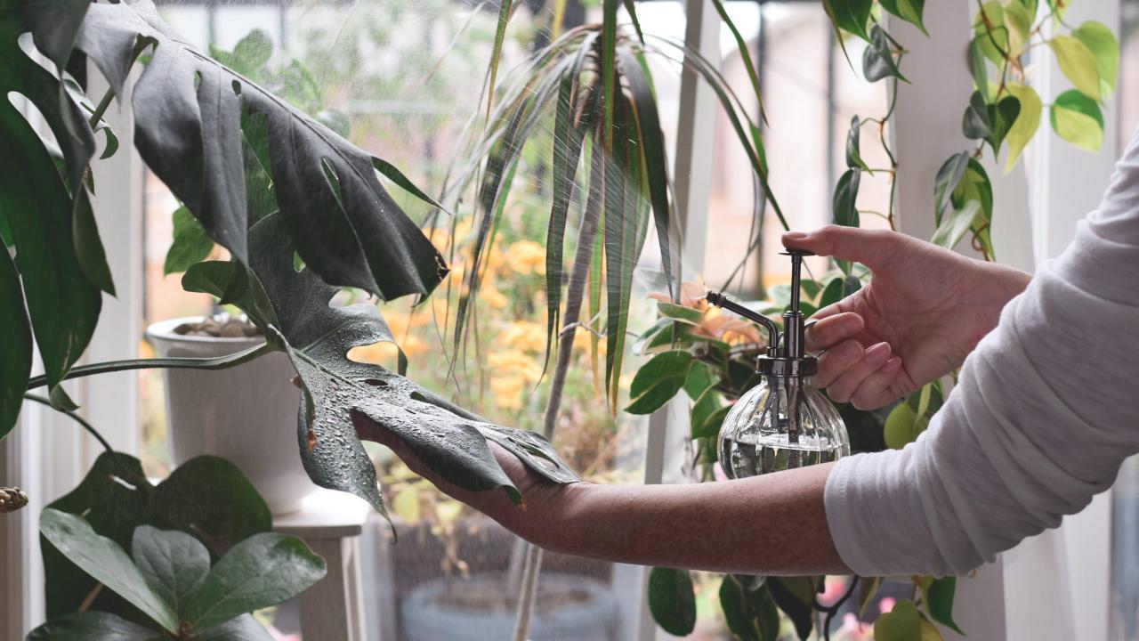 How to Care for Common Houseplants in Humid Conditions