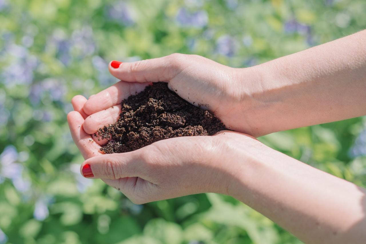 Coffee grounds flowers soil good enrich grow help grapevines grapes growing