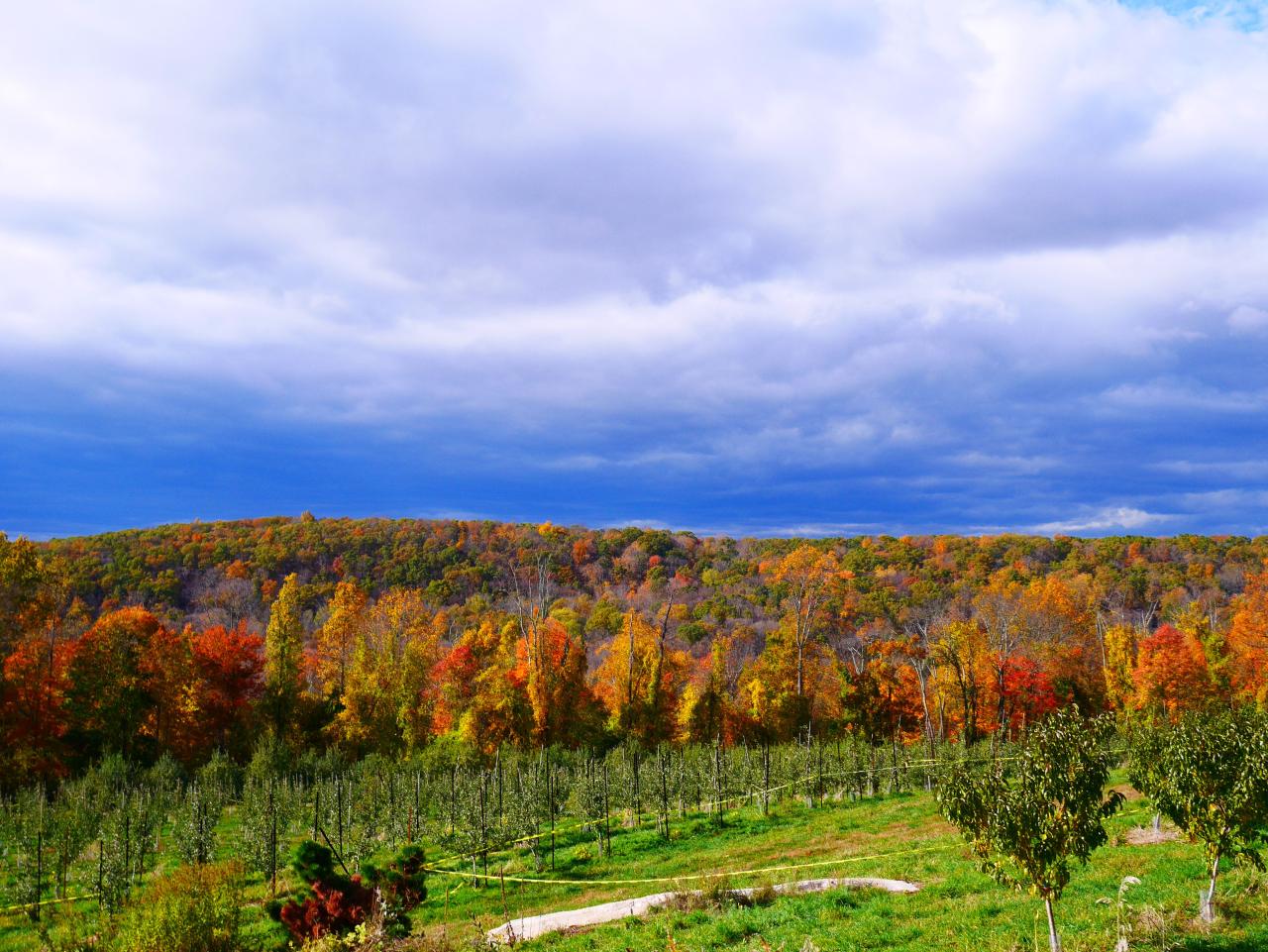 How to Enjoy Harvest Moon Orchard’s Fall Attractions