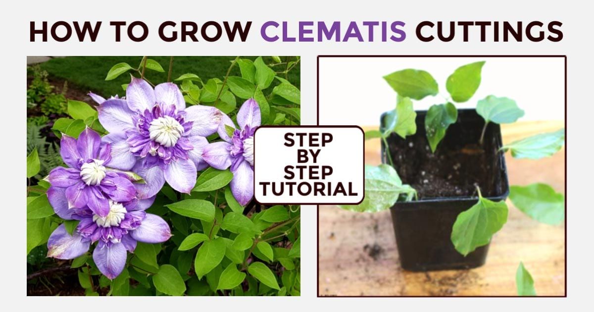 How to Create a Bountiful Clematis Collection with Simple Propagation Methods