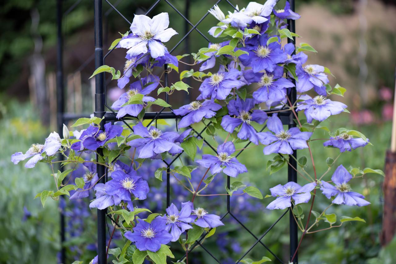 How to Create a Bountiful Clematis Collection with Simple Propagation Methods