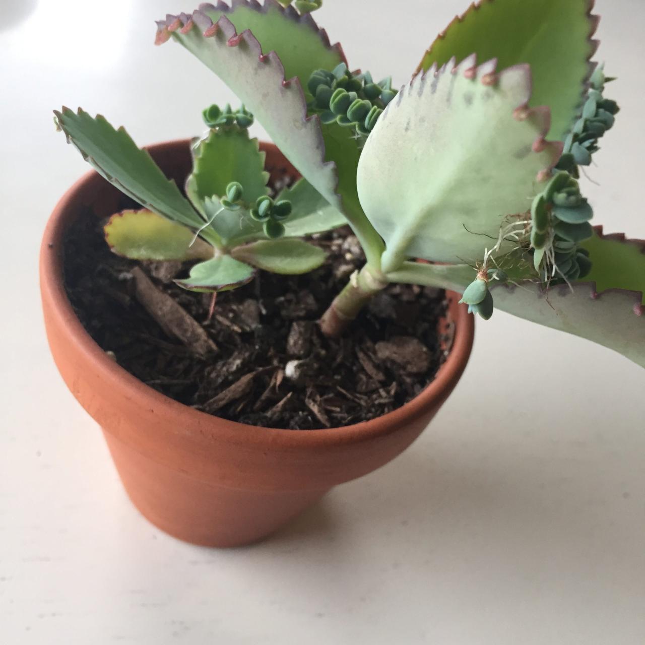 How to Multiply Your Mother of Thousands Collection Quickly