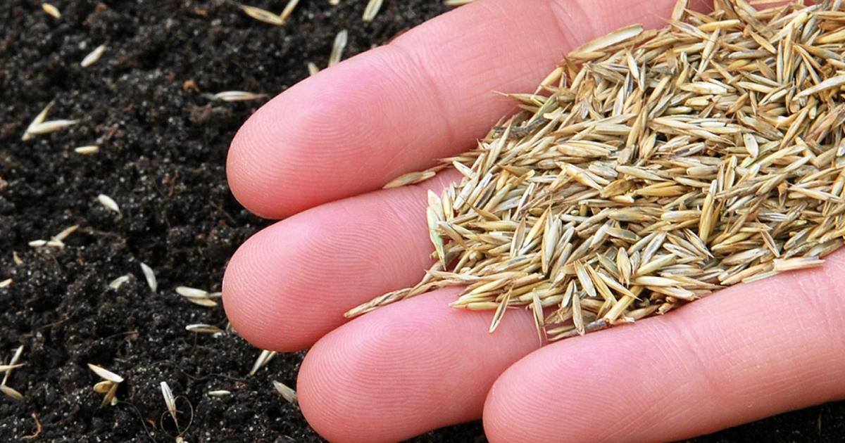 When to Sow Grass Seed in the UK to Guarantee a Lush Green Yard