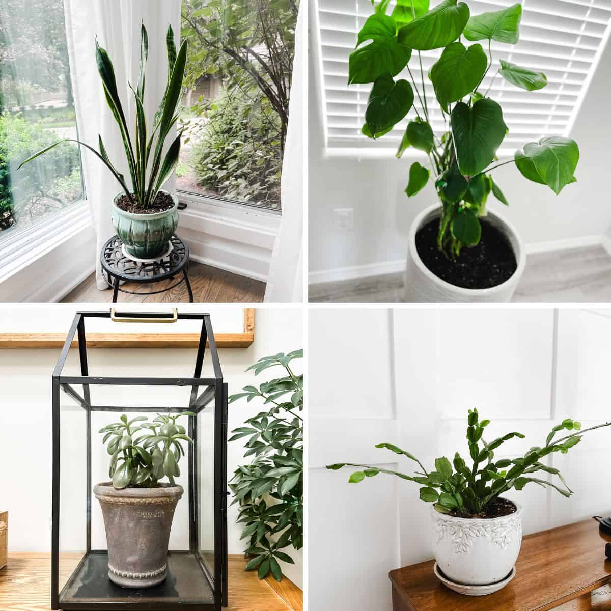 Best Beginner-Friendly Houseplants for Any Living Space