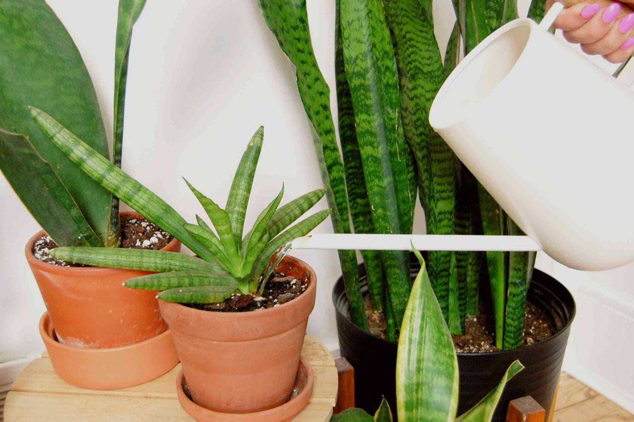 Snake Plant Watering: How Often to Ensure Healthy Growth