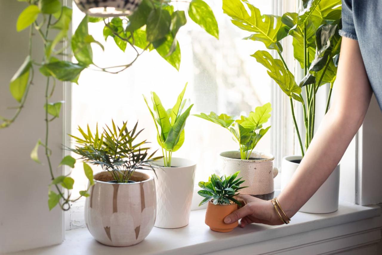 How to Style Your Windowsills With Spooky Houseplants