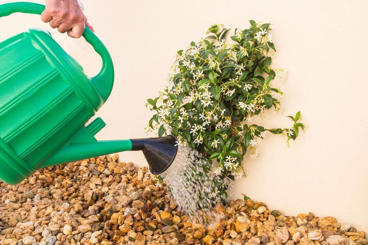 Master the Art of Propagating Star Jasmine in 5 Simple Steps!