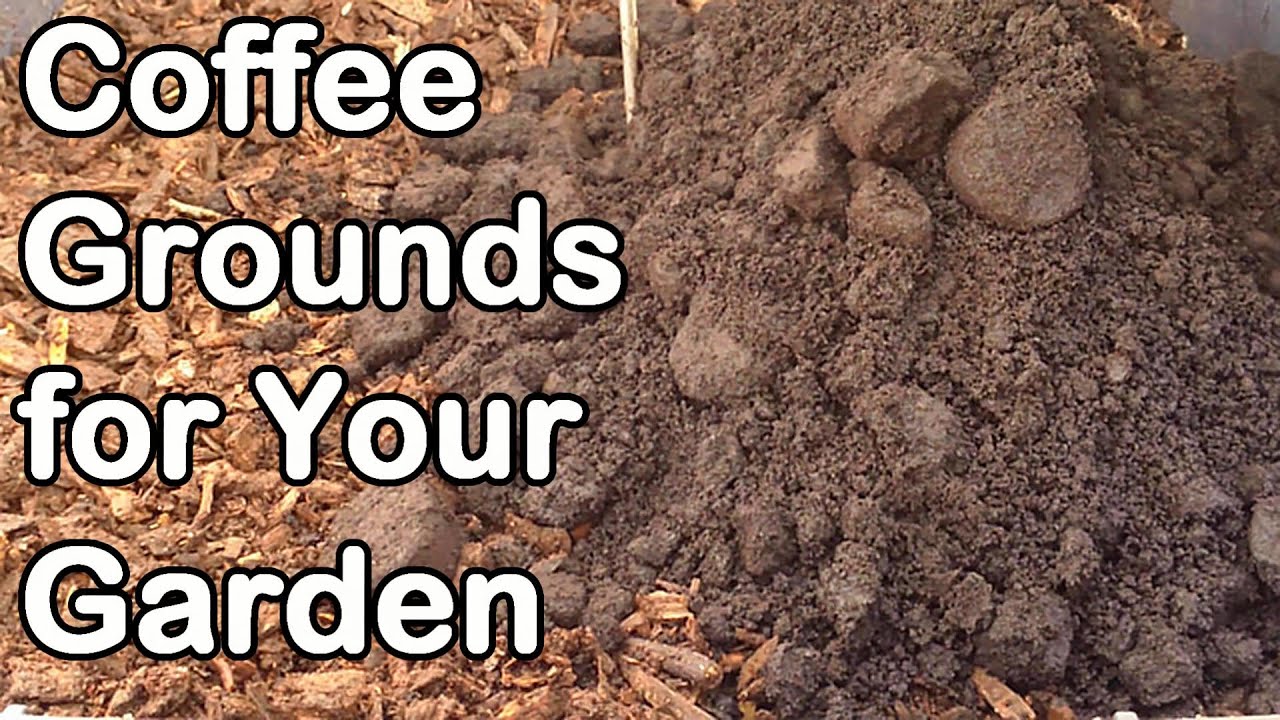 How to Enrich Your Soil with Coffee Grounds