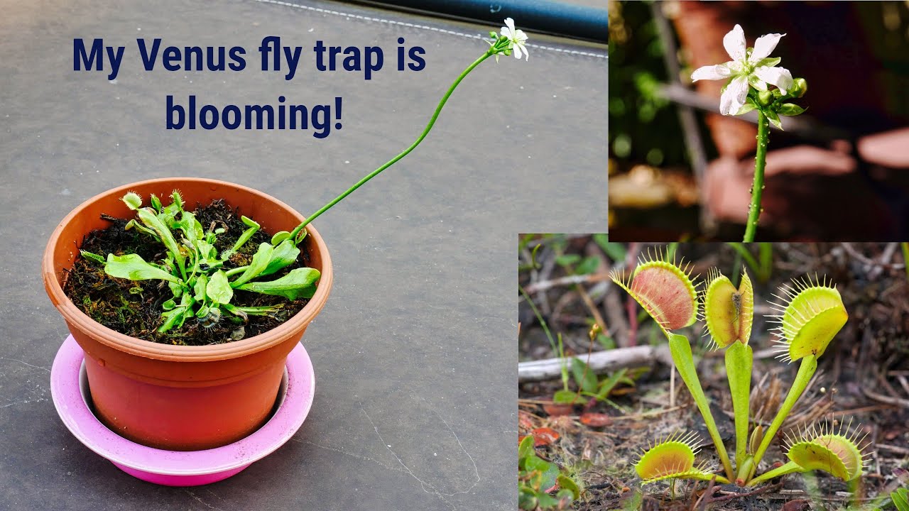 Propagate Venus Fly Traps: A Complete Guide With Simple Methods