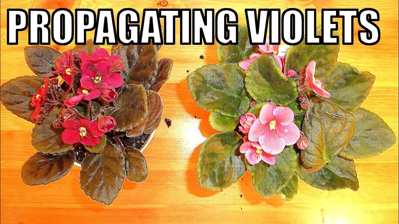 Why Every Plant Lover Should Learn to Propagate African Violets