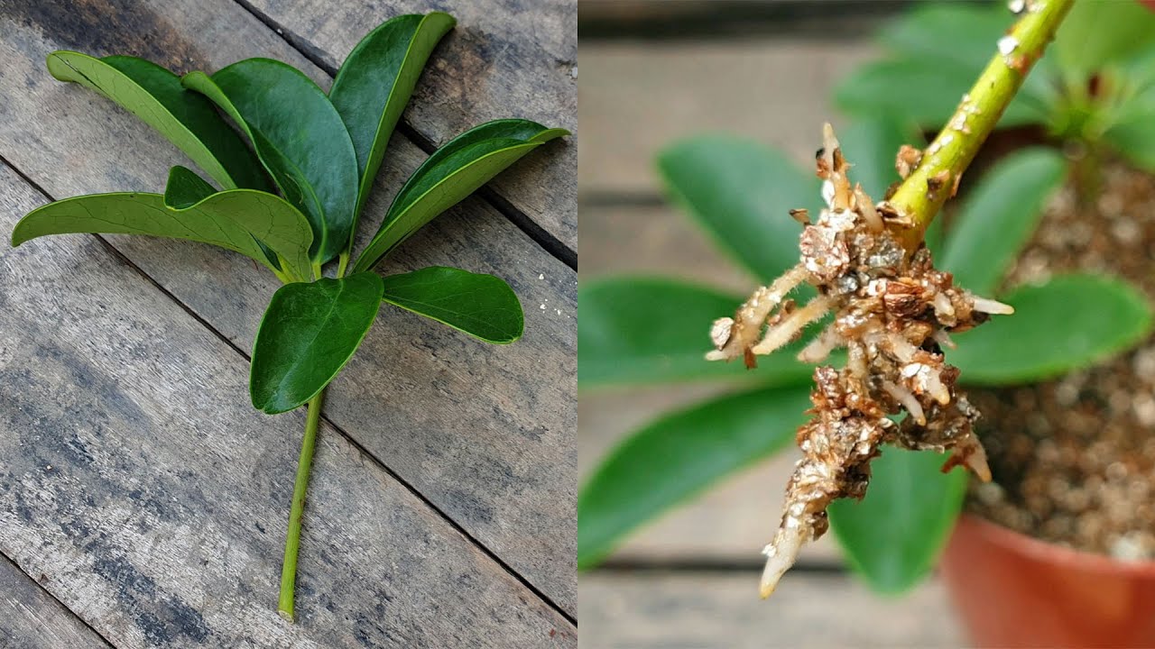 How to Master the Art of Schefflera Propagation for a Flourishing Collection