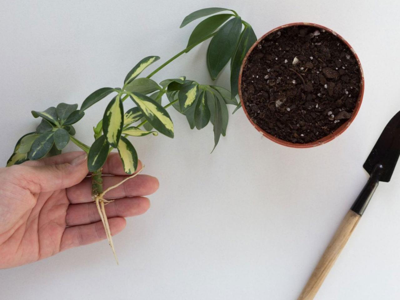 How to Master the Art of Schefflera Propagation for a Flourishing Collection