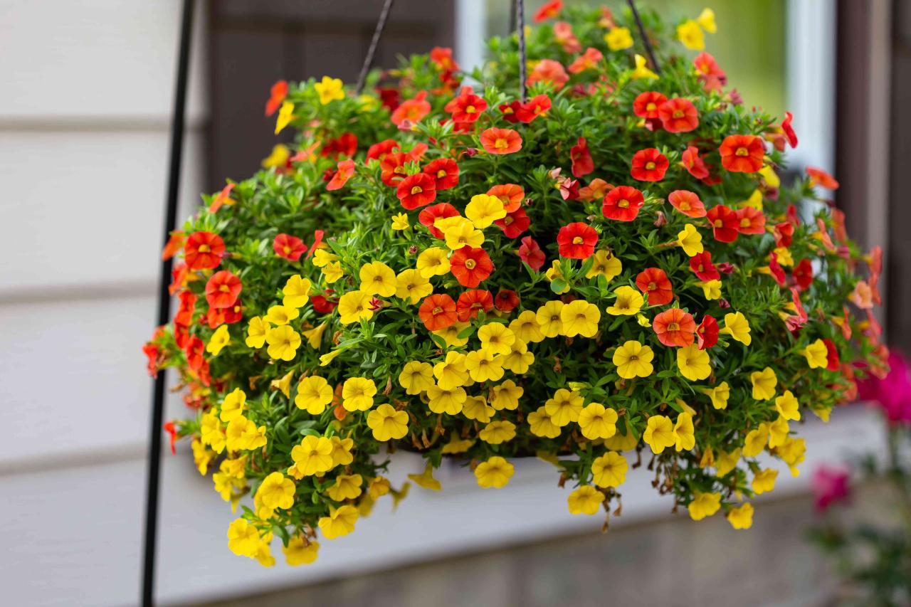 Hanging Plants That Bloom in Winter